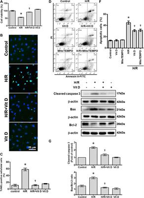 Vitamin D Attenuates Ischemia/Reperfusion-Induced Cardiac Injury by Reducing Mitochondrial Fission and Mitophagy